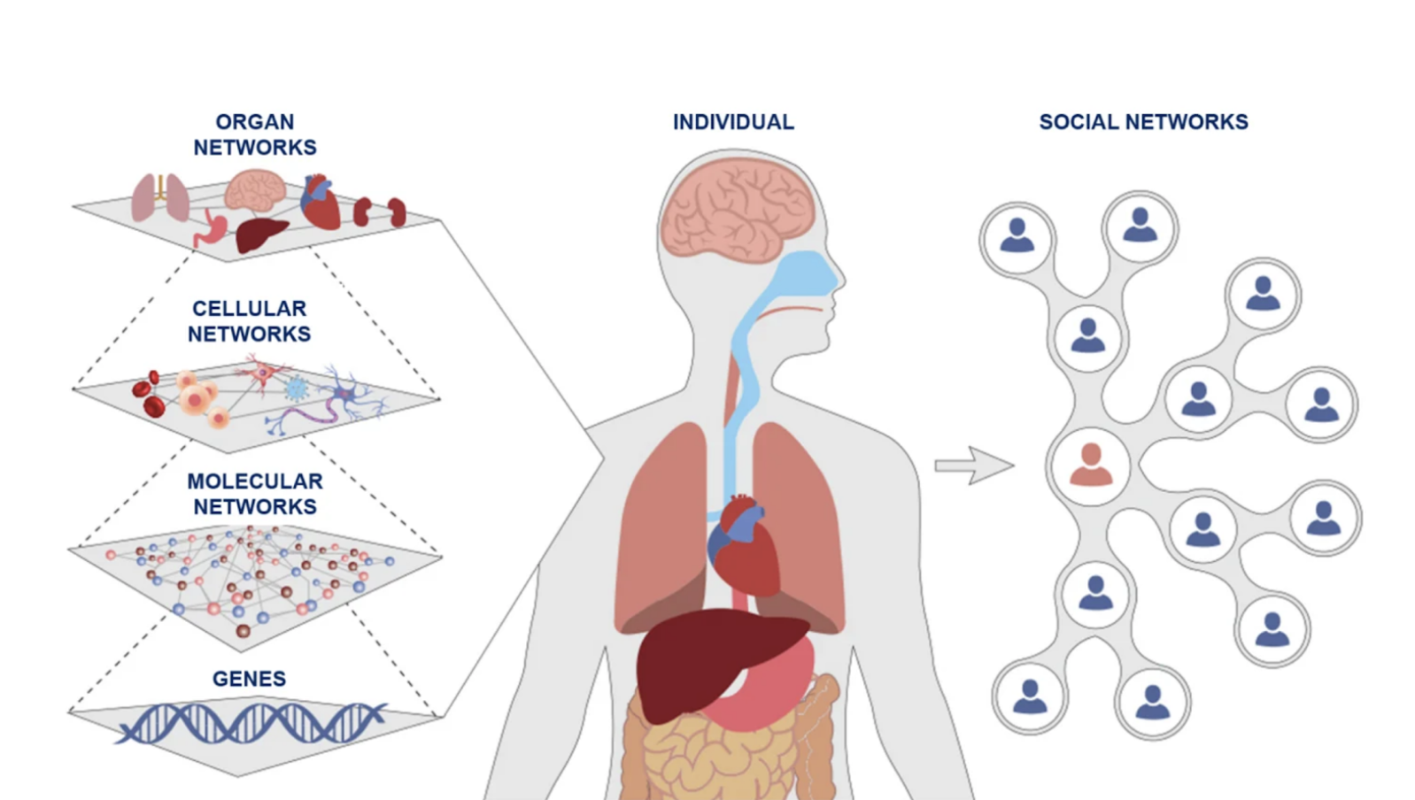 Biological Networks Across Scales